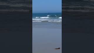 Surfing in Maine #WellsBeach #surfing #shorts