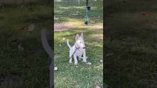 3 Month Old Bull Terrier Out Of “Chosen Sheep Kennels”