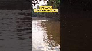 Capivara e seus filhotes atravessando o rio!! #natureza #nature