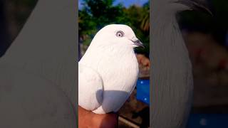 Kabootar ki videos #kabootar #pigeon #birdlovers #fancykabootar #pets #shortsvideo #trending