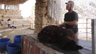 Alpaca farm (Mitspe Ramon - Israel)