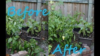 Pepper Plants