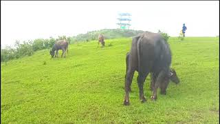 Beautiful Mountain Land In The Rainy Season|| Beautiful Nature And Life in the Himalaya in Nepal ||