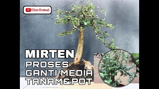 "MIRTEN" GANTI MEDIA TANAM