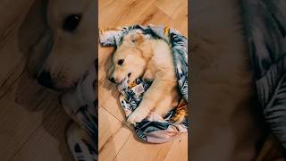 Golden Retriever w kocyku #puppy #goldenretriever ##pies