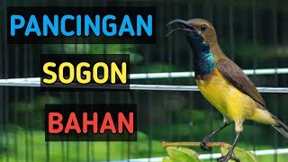 Pancingan untuk SOGON bahan dari ombuokan 1x putar langsung bunyi cret cret