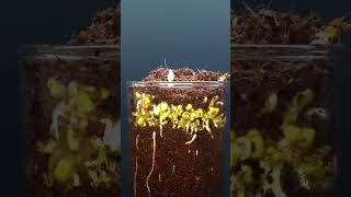 Growing Mung Beans - Time lapse👍👍👍