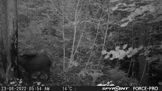 Wild Hog Scratching on a Tree/Mežaruksik sakasījās