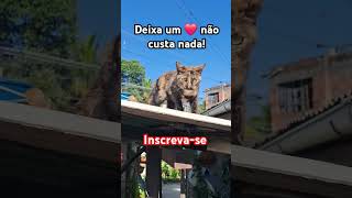 #yourcat#funny#pets #adote#cat#animal #animalspecies #viralvideo#gatofofo #minicraft#diamante#jovem