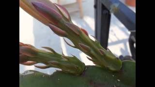 Epiphyllum from Bud to Bloom