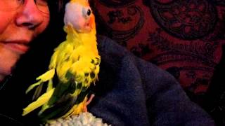 Bald parrot head bob