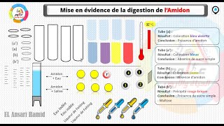 PlateForme Svt -TICE || La mise en évidence de la digestion de l'amidon