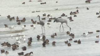 Grues cendrées au Lac du Der (Septembre 2016)