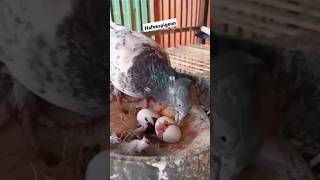 #pigeon #bird #kabutar #shorts #viralvideos #nafeespigeon