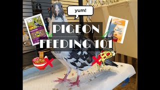 What do pigeons eat?