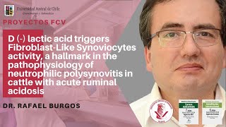 Proyecto - Dr. Rafael Burgos - á láctico, actv sinoviocitos, cojeras y acidosis ruminal aguda