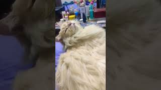 #tukun #cat #catvideos #pets #petsvlog #shorts #catshorts #bangladesh #purbashaagro