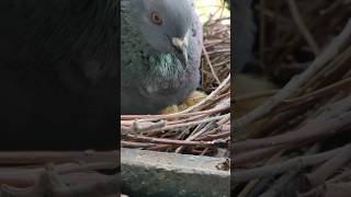 Pigeon with her babies 😍 #motherhood #nature #babies #animalshorts #pigeon #momlife #shorts