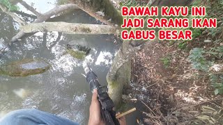 PASER IKAN !! BAWAH KAYU JADI SARANG IKAN GABUS BESAR