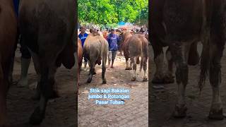 Pasar Sapi Tuban #sapi #pasarsapi #sapijumbo #pasarsapituban