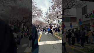 Blossom Street #blossom #blossomstreet #jeju #southkorea #viajacarol