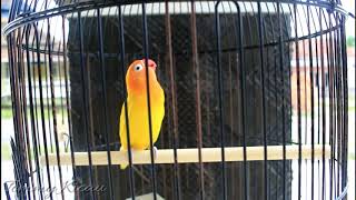 Pancingan ini bikin lovebird lain emosi langsung fighter dan ngekek