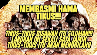 LAKUKAN SATU KALI, TIKUS-TIKUS DISAWAH AKAN HILANG!!!- cara mengusir hama tikus