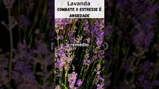 Lavanda. Combate o estresse e ansiedade. #doterra #oleoessencial #dicas