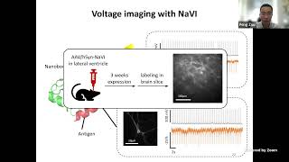 Neuro Zoom (9/19/2022) – Wei Xu (UT Southwestern Medical Center) and Peng Zou (Peking University)