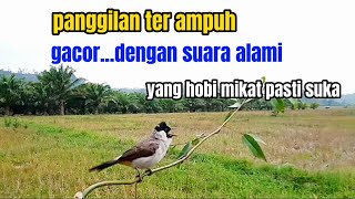 Pikat Burung Kutilang Panggilan Ter ampuh suara alami yang hobi mikat pasti suka