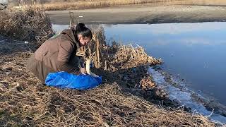 Rescue, surgery and release of an injured swan