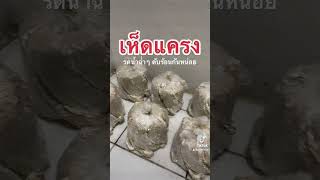 เห็ดแครง - รดน้ำฉ่ำๆ ดับร้อนกันหน่อย #mushroom #splitgillmushroom #เห็ด #เห็ดแครง