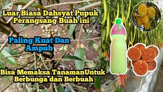 Mau Tanaman Berbuah Lebat,Totutorial Membuat Pupuk Organik Cair Dari Gula Merah Dan Air Cucian Beras