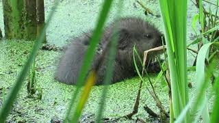 Juvenile Muskrat