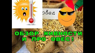 🐔🐰🐓🐦ОБЗОР ЖИВНОСТИ И ПРО ОВЁС!🌾💥👍