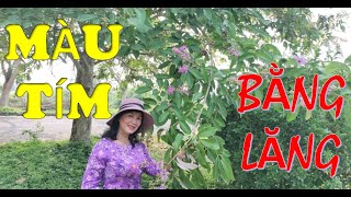 Màu Tím Bằng Lăng- Một chuyện tình buồn