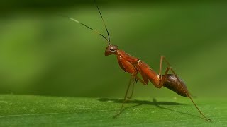 Praying mantis that mimics ants #mantis #mimicry