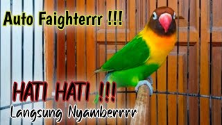 Salinan dari Masteran burung Lovebird,suara burung Lovebird ngekek panjang