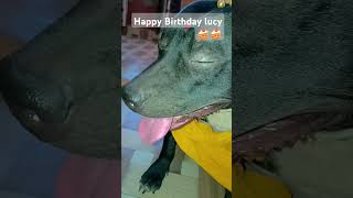 Ist Birthday of  Lucy 😘#youtubeshorts #doglove #pitbulldog #trending