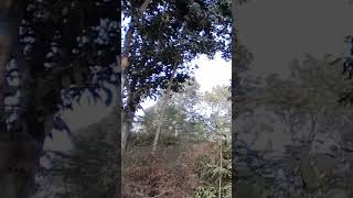 রুক্ষ প্রকৃতি #nature #shorts #shortvideo