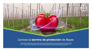 Tomates libres de plagas | Agro Bayer Colombia