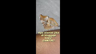 Apa alamat jika di hinggapi kupu" cantik?#kupu_kupu#butterfly#kupu_cantik#shorts