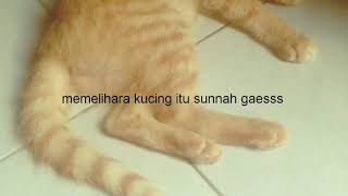 kucing orange