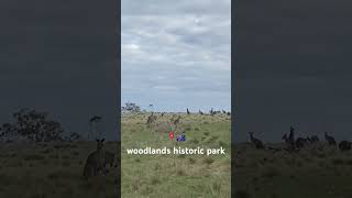 Woodlands Historic Park 📍🇦🇺 #intercambio #travel #melbournetour #exploreaustralia #vlog