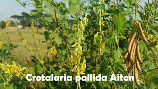 Crotalaria pallida Aiton, Ground Cover and Green Manure Plant