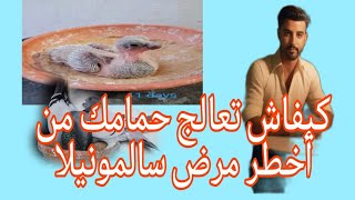 خويا حمامك مرض ليك بسالمونيلا وكيموت ليك اجي تشوف طريقة العلاج How to treat pigeons from salmonella