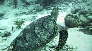 A Friendly Hawksbill Turtle on Palancar Reef in Cozumel