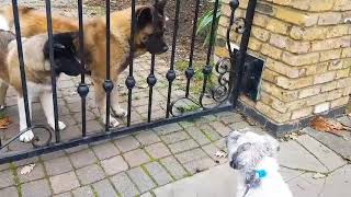 Small Pup Showed Bravery  When Encountering Big Pups,  He had a Good Time