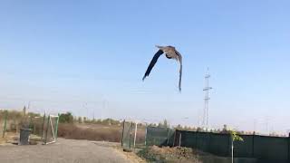 Release of a treated kestrel