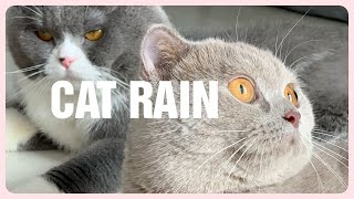 The melodious music makes cute cats play | Cats Rain Music